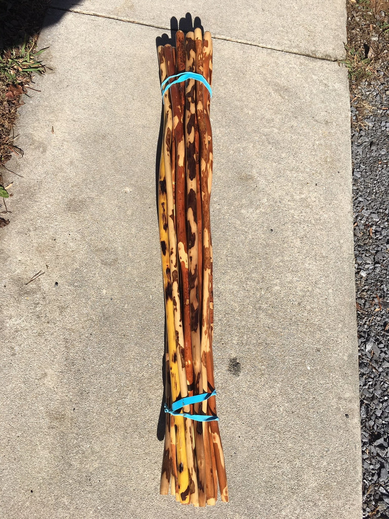 Kopiec mrówek z wejściem skierowanym na południe w słonecznym miejscu lasu